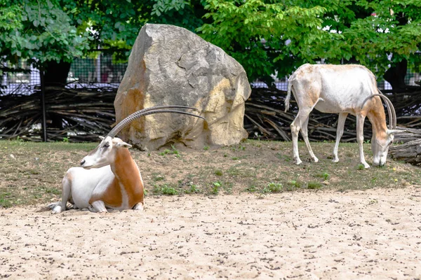 Gehörnte Antilope Afrikanischer Spinnenoryx Auf Gras Zoo Tiere Gefangenschaft — Stockfoto