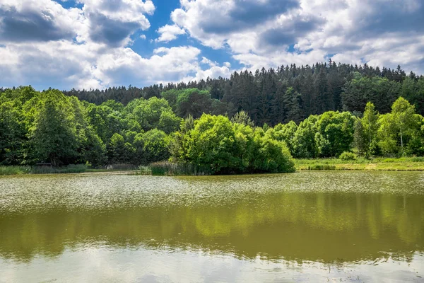 Foresta Soleggiata Sul Lago Con Acqua Verde Riflessione — Foto Stock