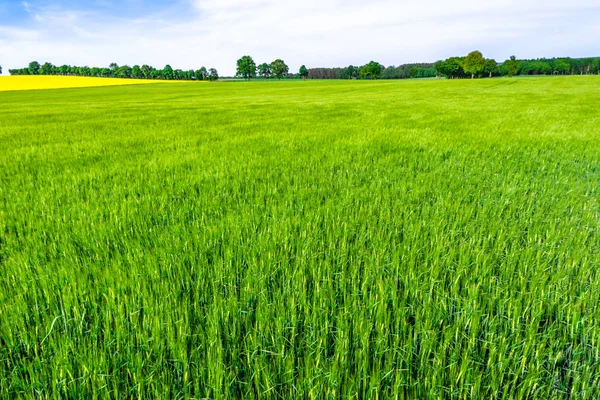 Gras Veld Groene Boerderij Landschap — Stockfoto