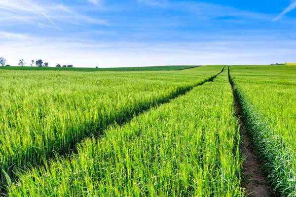 Road Veld Groene Boerderij Landschap — Stockfoto