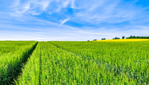 Lente Groene Boerderij Sky Veld Landschap — Stockfoto