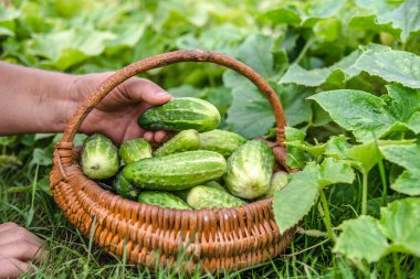 Organik sebzeler. Sepetinde taze salatalıklar olan çiftçi elleri. Meyve hasadı.