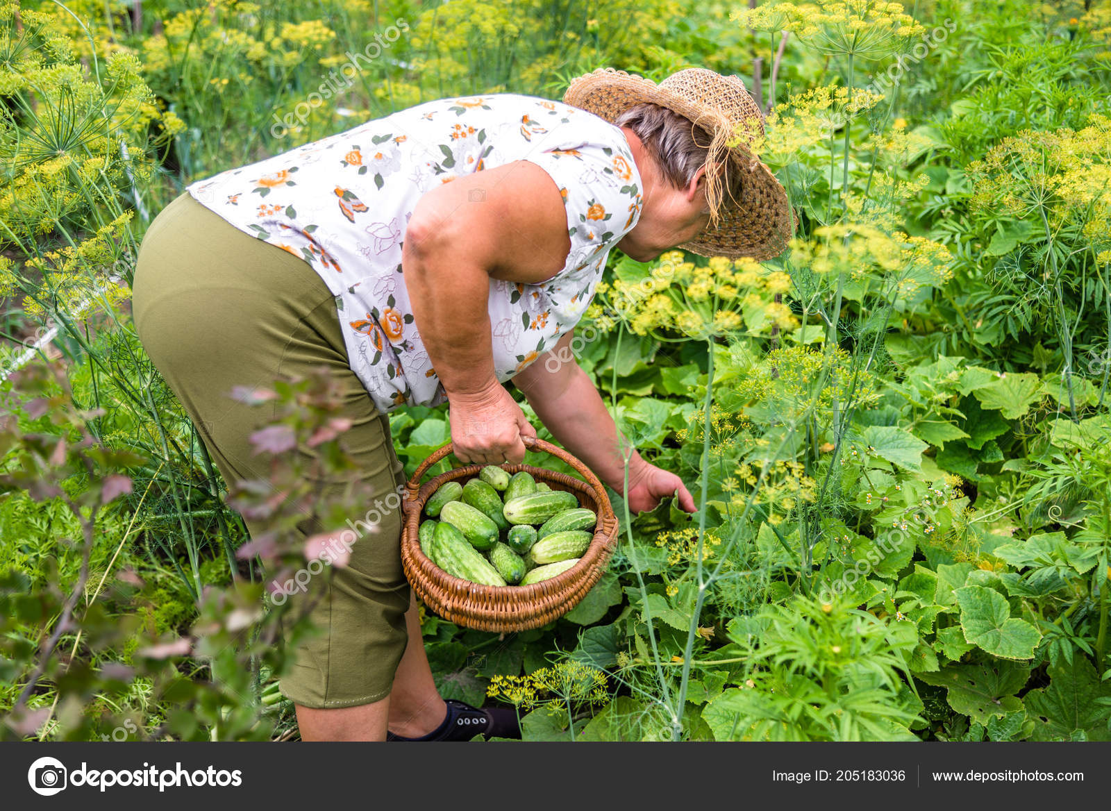 Organic Vegetables Farmer Harvesting Cucumbers Basket Harvest