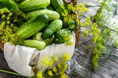 Taze salatalık, ahşap arka plan üzerinde organik sebze. Taze hasat salatalık ve dereotu.