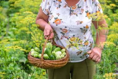 Organik sebze bahçesinde hasat. Çiftçi ile taze hasat salatalık. Taze üretmek sera.