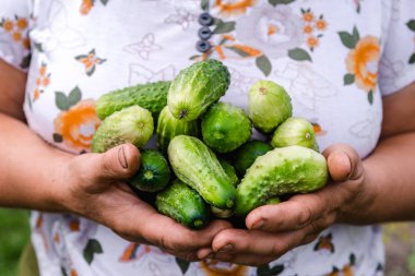 Çiftçi holding salatalık ellerini, yerel, bahçeden, hasat üreten organik tarım gelen sebze sebze hasat yaz