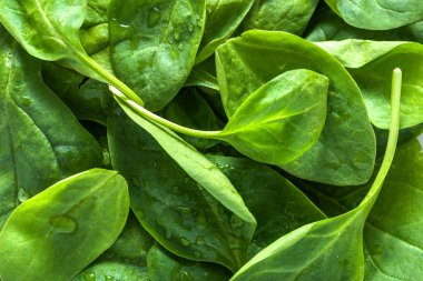 Taze ıspanak, sebze yaprakları, yeşil organik diyet ve vegan gıda kavramı ile arka plan