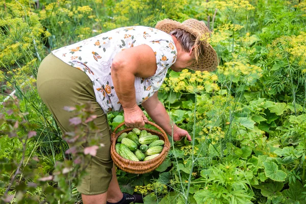 Органічні Овочі Фермер Збирає Огірки Кошик Урожай Садової Продукції Екологічне — стокове фото