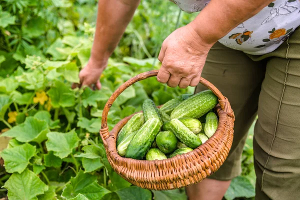 Landwirt Auf Dem Feld Gurken Pflücken Bio Gemüsegarten Ernte Sommer — Stockfoto