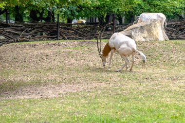 Boynuzlu antiloplar. Afrika pala oryx Hayvanat Bahçesi çimen, esaret hayvanlarda.