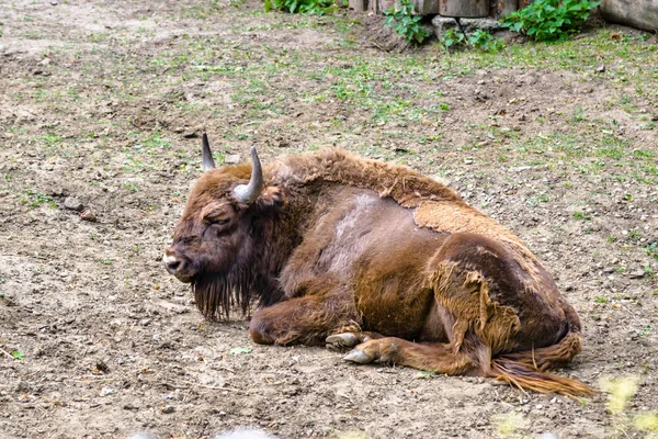 Auroch, animal in zoo. Aurochs lives in european nature reserves. Those animals are under protection.
