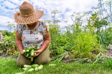 Taze tutan kadın salatalık aldım. Organik sebze bahçesinde. Çiftçi hasat sebzeler ile sahada. Yerel tarım taze üretmek.