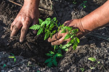 Çiftçi elleri sebze bahçesinde domates tohumu ekiyor. Organik tarım ve bahar baharı bahçe konsepti.