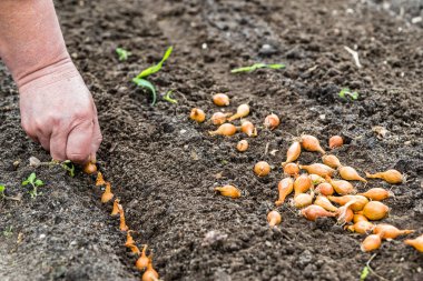 Soğan sebze dikimi el. Bahar bahçe.