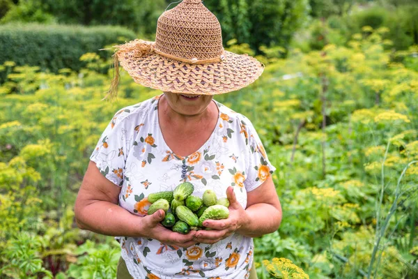 Verdure Fresche Coltivatore Giardino Raccolta Cetrioli Raccolta Ortaggi Biologici Concetto — Foto Stock