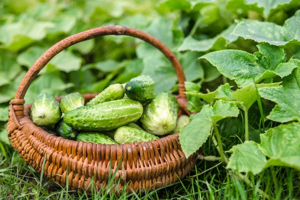 Frisches Gemüse Bio Gurken Garten Gurkenernte Gewächshaus Ökologisches Landwirtschaftskonzept — Stockfoto