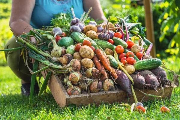 地元の農家の庭 有機食品や健康的なライフ スタイルのコンセプトから収穫された野菜の箱を持って — ストック写真