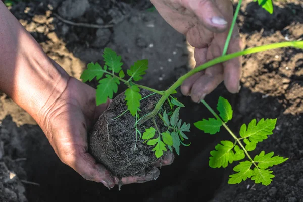 Sadzonka Zielony Pomidor Rękach Rolnika Sadzenia Ogrodzie Koncepcja Rolnictwa Bio — Zdjęcie stockowe