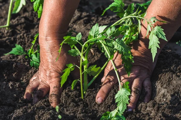 Bondehender Som Planter Spirer Jorden Grønnsaksanlegget Vårhage Økologisk Landbruk – stockfoto