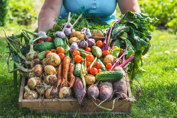 Woman with a vegetable box, assortment of freshly harvested vegetables from the garden or organic farm, healthy food concept