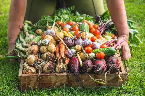 Agricultor Con Una Caja Verduras Productos Recién Cosechados Jardín Cultivar — Foto de Stock