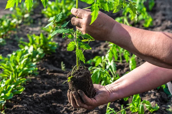 Farmer Hands Plant Tomato Seedling Planting Soil Vegetable Garden Organic Stock Image