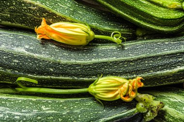 Taze kabak, organik sebze arka plan. Kabak veya kabak çiçekleri ile yeşil sebze pazarı.