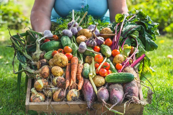 バイオ菜園でボックスで新鮮な収穫野菜農家 有機農法の概念 — ストック写真