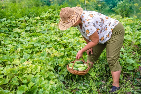 庭のキュウリのフィールドで農夫として働いて バスケットに有機キュウリを収穫と女 — ストック写真
