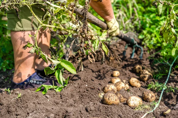 Biologisk Odling Grönsaker Ekologisk Potatisskörd Fältet Jordbrukare Som Gräver Potatis — Stockfoto