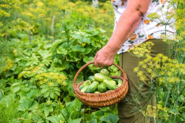 Bahçıvan Bahçe hasat salatalık ile