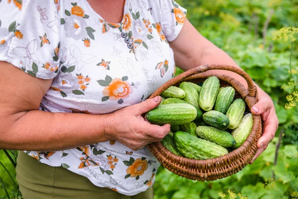 Bahçıvan biyo organik salatalık bahçesinde hasat ile. Salatalık sepet.