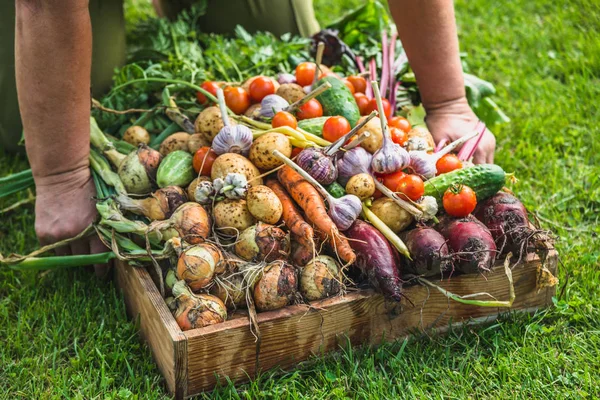 Agricultor Con Productos Vegetales Cosechados Granja Verduras Frescas Concepto Alimentos — Foto de Stock