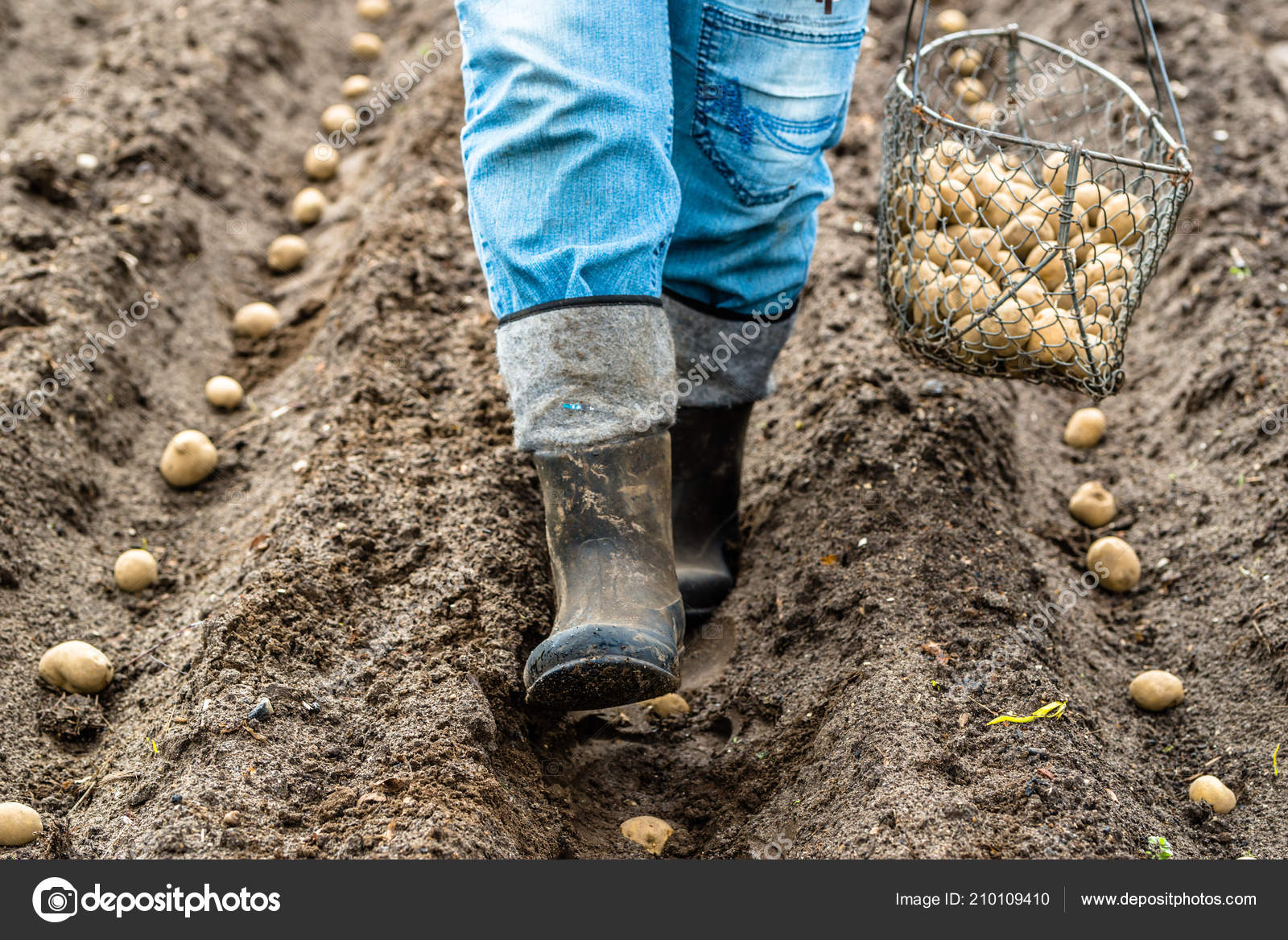 Посев картошки. Как посадить картофель. Метод митлайдера картофель. Как посадить картофель. Сажать картошку.