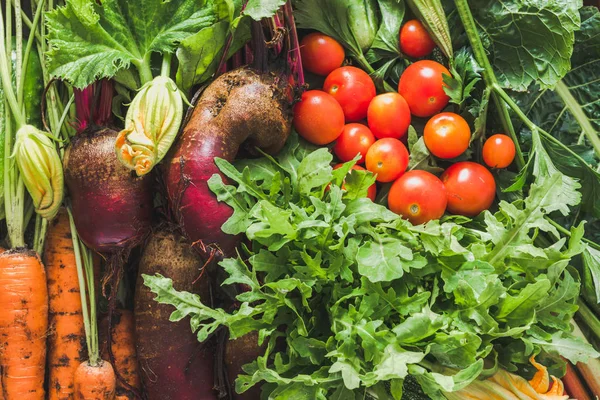 Comida Biológica Productos Jardín Hortalizas Cosechadas Fondo Granja Verduras Frescas — Foto de Stock