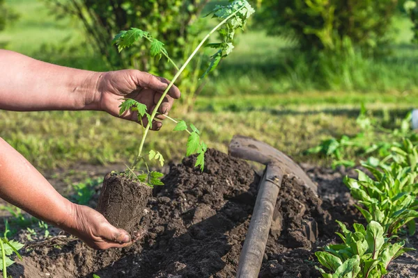 Ręce Ogrodnika Rozsady Pomidora Przygotowuje Się Sadzenia Ogrodzie Spring — Zdjęcie stockowe