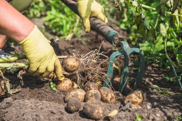 Ogrodnik Kopanie Ziemniaków Pole Zbiorów Ziemniaków Świeże Warzywa Ekologiczne Rolnictwo — Zdjęcie stockowe