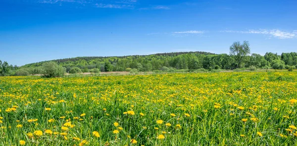 Kwiaty Mniszka Lekarskiego Pole Wiosna Panorama — Zdjęcie stockowe
