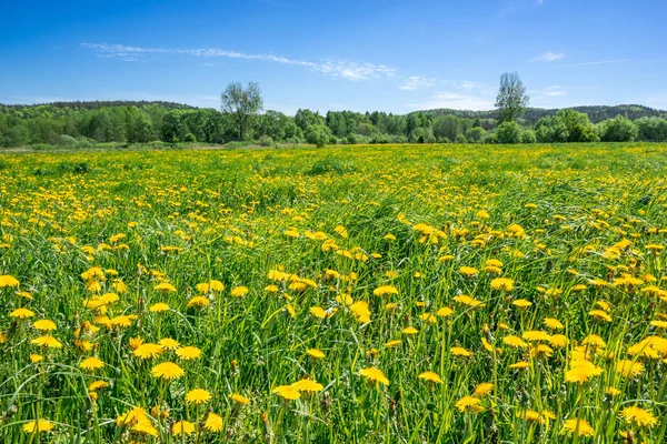 牧草地 春の風景にタンポポの花 — ストック写真