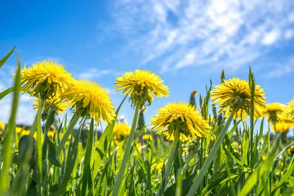 タンポポの花とブルーの空と春の風景 — ストック写真