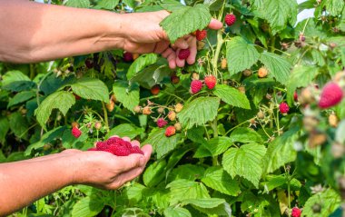 Taze ahududu seçmek, bahçede meyve hasat