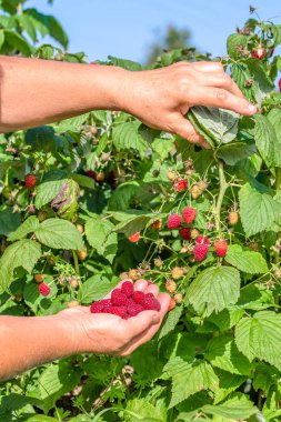 Taze ahududu seçmek, bahçede meyve hasat