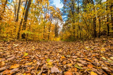 Orman, peyzaj, Sonbahar Doğa sahne sarı ağaç ve düşen yapraklar yolunda