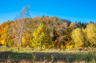 Sonbahar ormandaki ağaçlar sarı, yatay, mavi gökyüzü güneşli bir günde düşmek