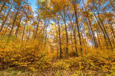 Sonbahar orman, altın ile sonbahar manzara ağaçlarda yaprak.