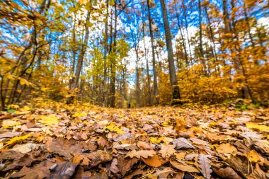 Road with fallen leaves in the forest, autumn landscape, low angle view clipart