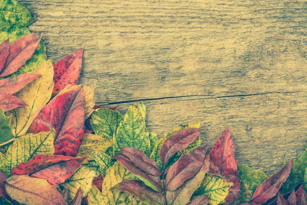 秋天的边境 落叶木背景壁纸 — 图库照片