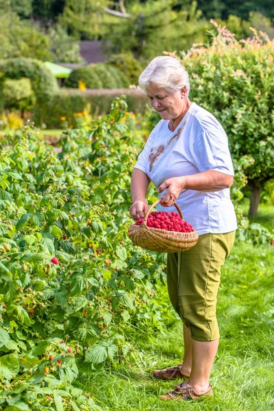 在花园里摘覆盆子的女人 新鲜的覆盆子篮子 水果收获季节 — 图库照片