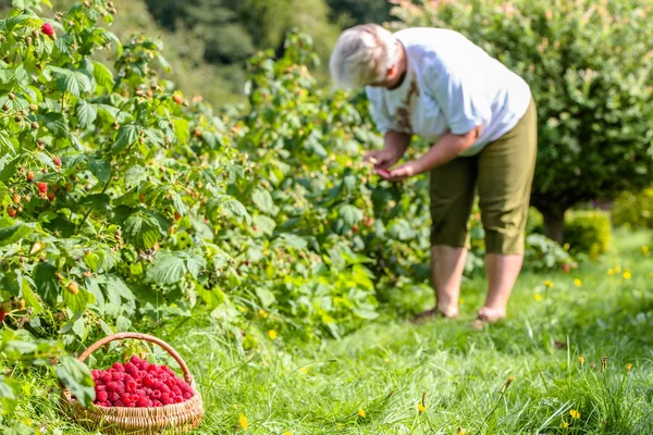 秋ガーデニング 季節の果物を選ぶ ラズベリーを収穫する女性 — ストック写真