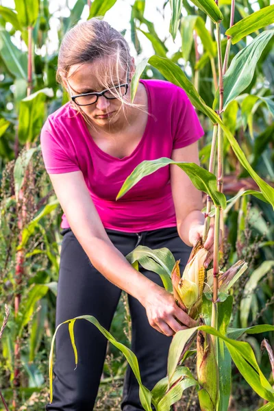 Woman Picking Corn Field Harvesting Autumn Season Seasonal Worker Work — Stock Photo, Image